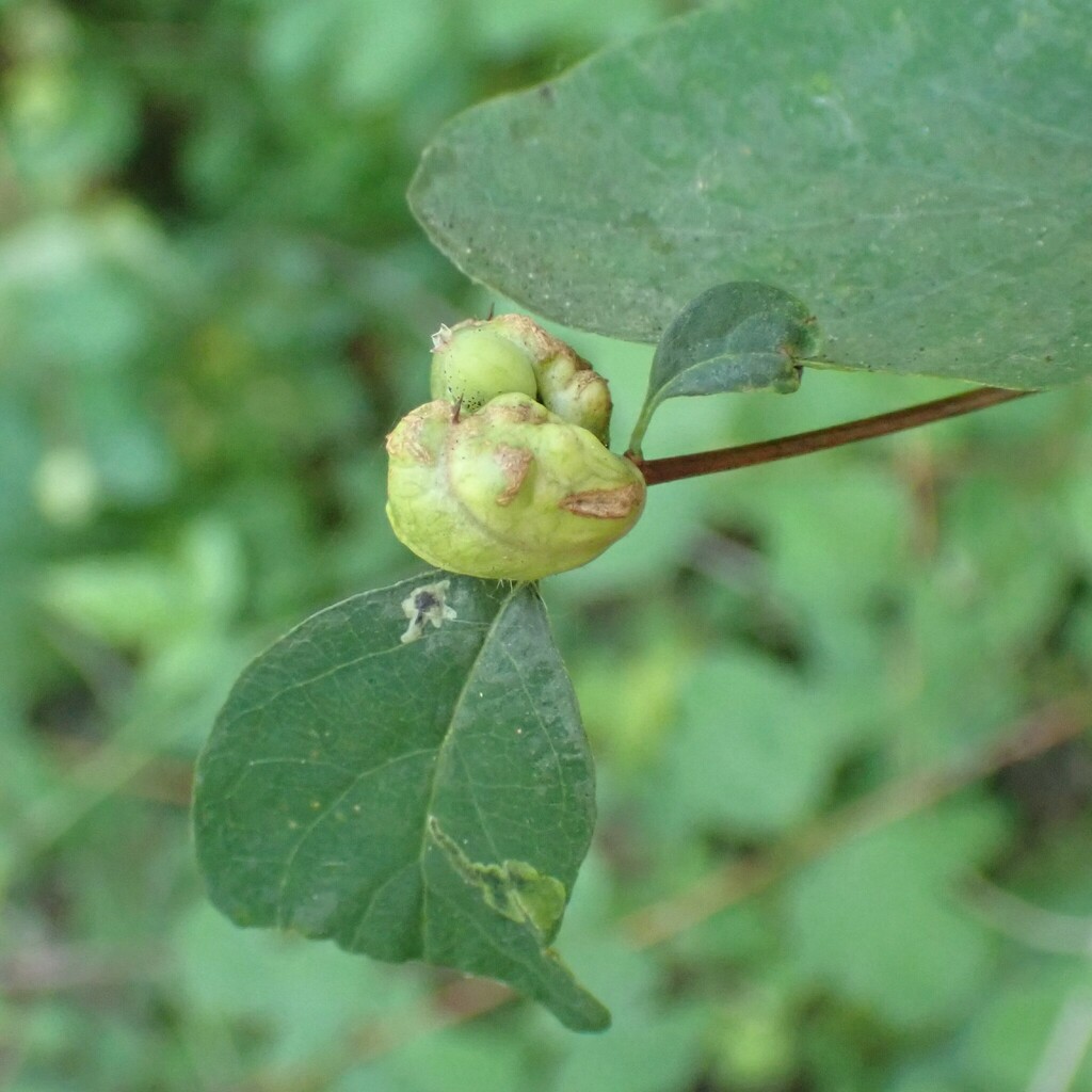 Blennogeneris spissipes (Snowberry Sawfly), California species