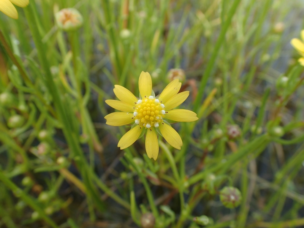 Blennosperma bakeri (Sonoma sunshine), native California herb