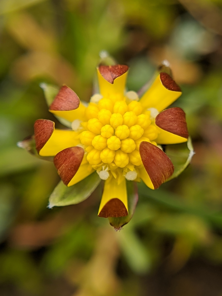 Blennosperma nanum (Common stickyseed), native California herb