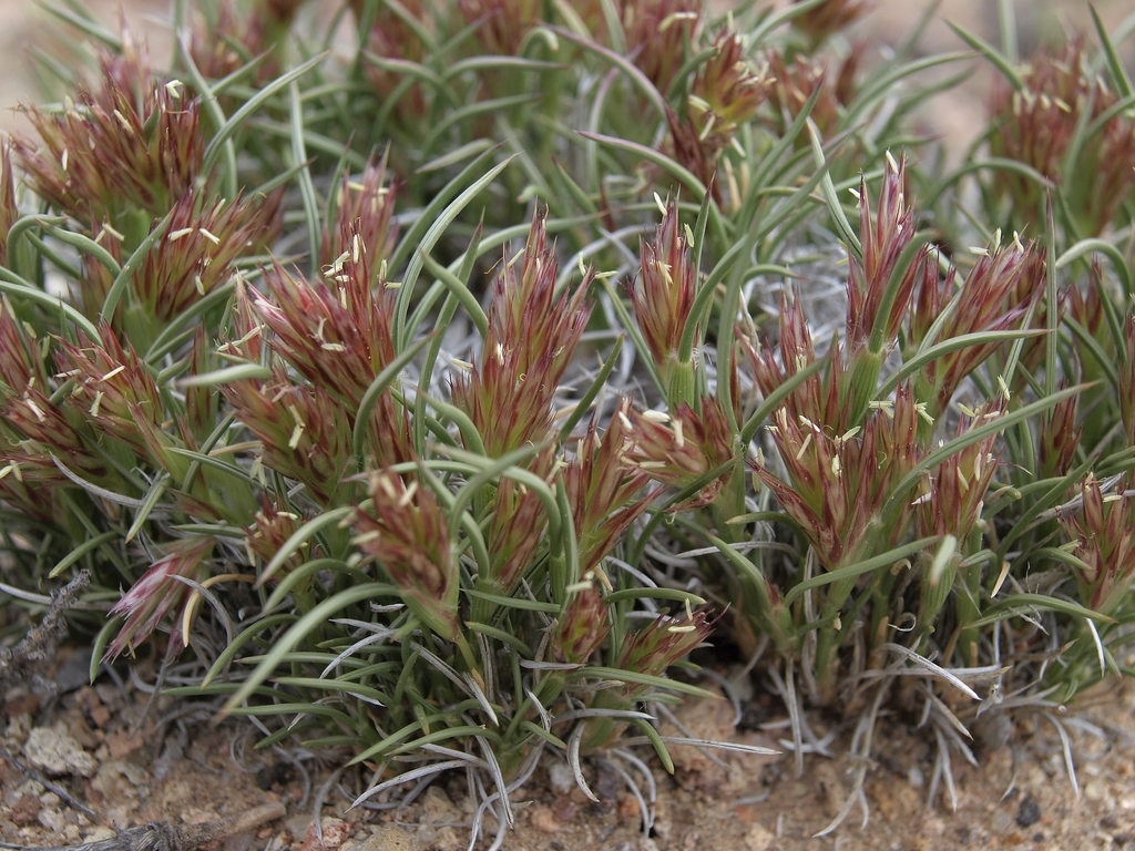 Blepharidachne kingii (King's eyelash grass), native California grass