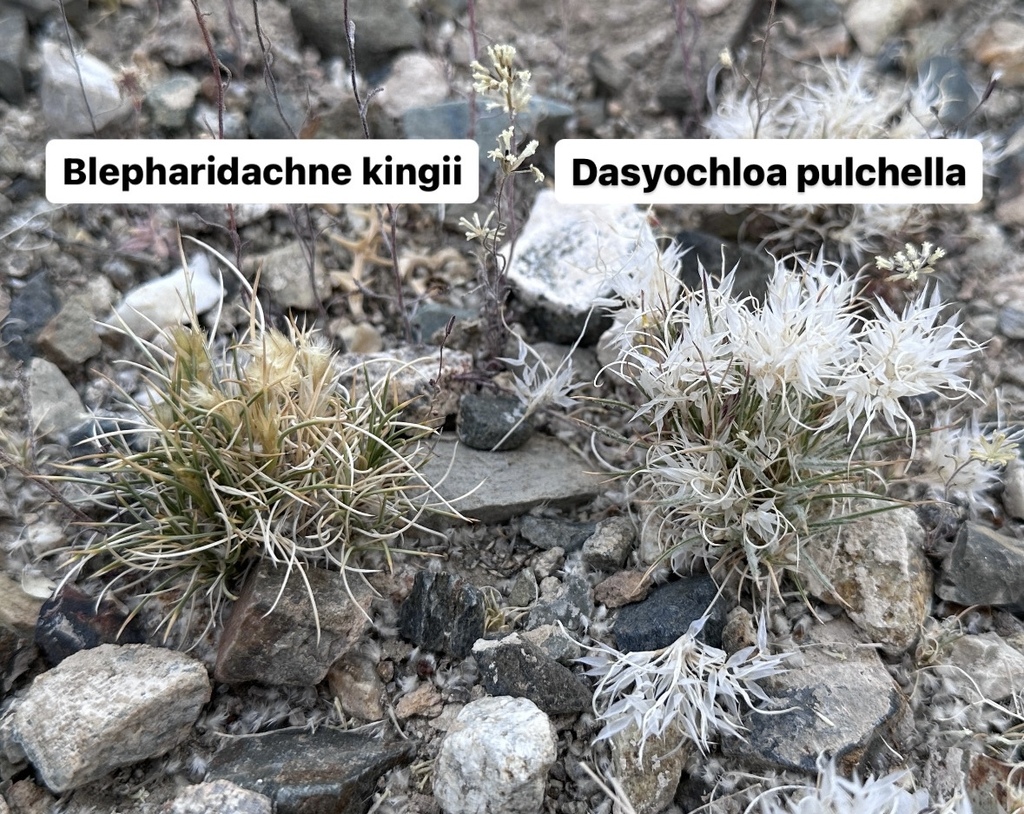 Blepharidachne sp. (Eyelash grass), non-native California perennial