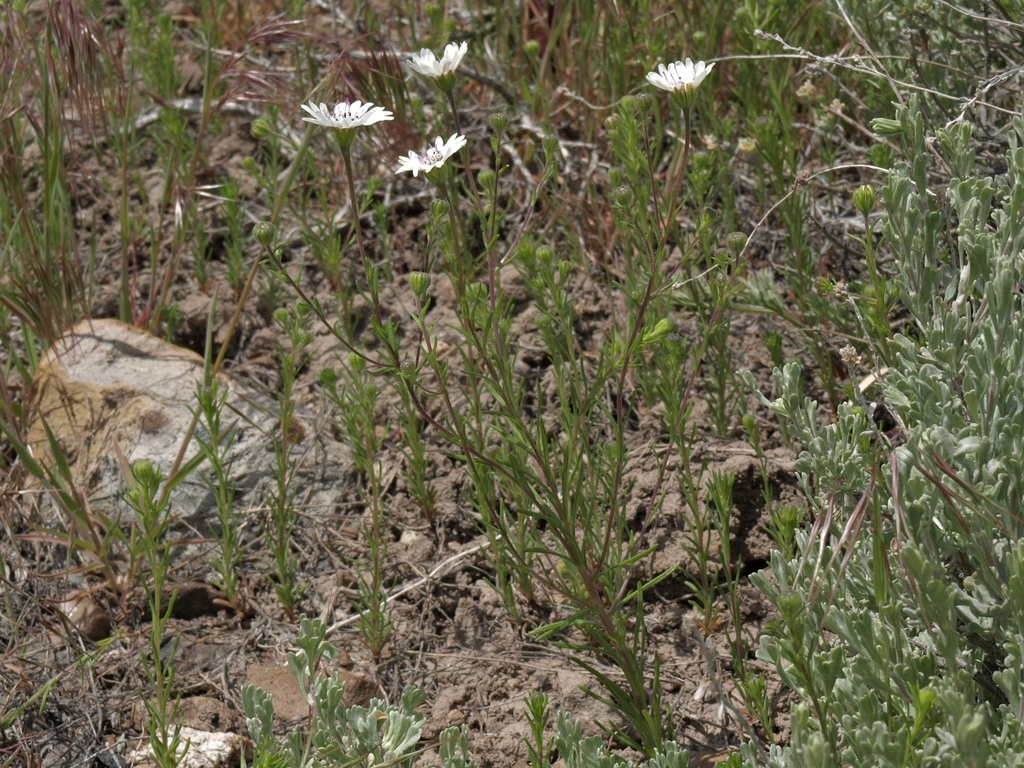 Blepharipappus sp. (Eyelash tarweed), non-native California annual