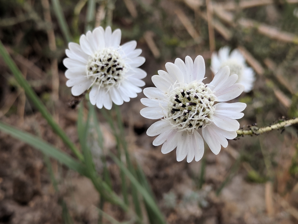 Blepharizonia laxa (Glandular big tarweed), native California herb