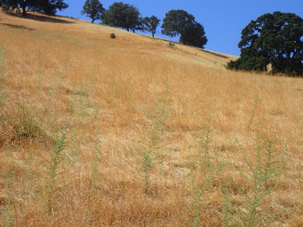 Blepharizonia plumosa (Big tarplant), native California herb