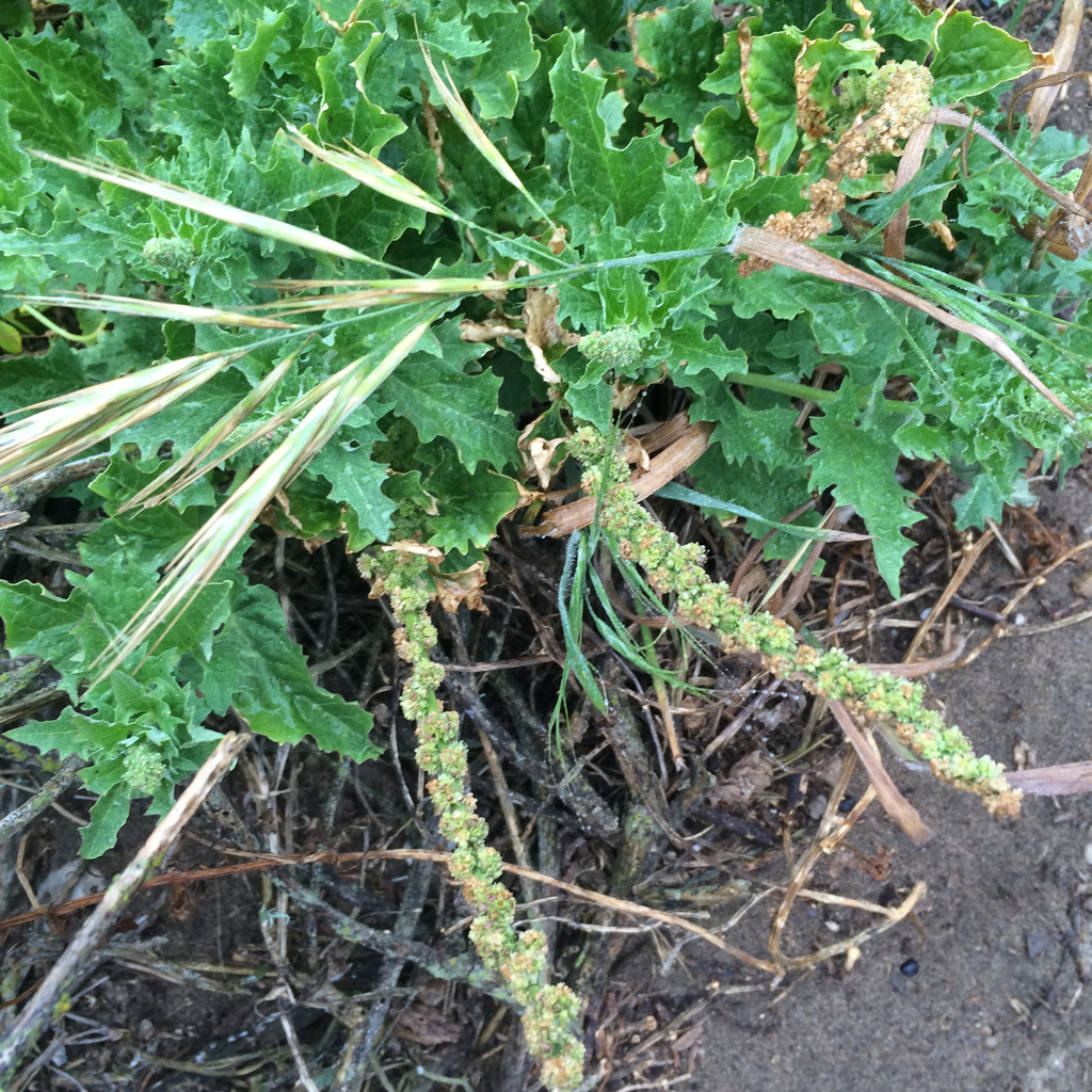 Blitum californicum (California blite), native California herb