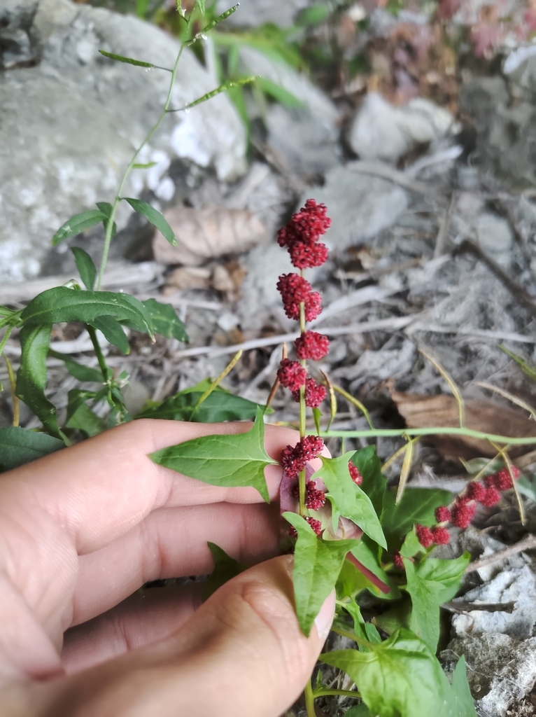 Blitum capitatum (Strawberry-blite), non-native California herb