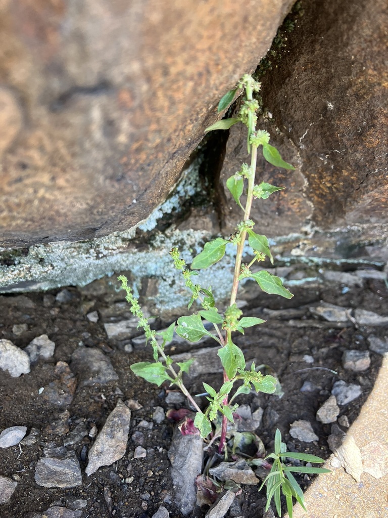Blitum hastatum (Over's blite), native California herb