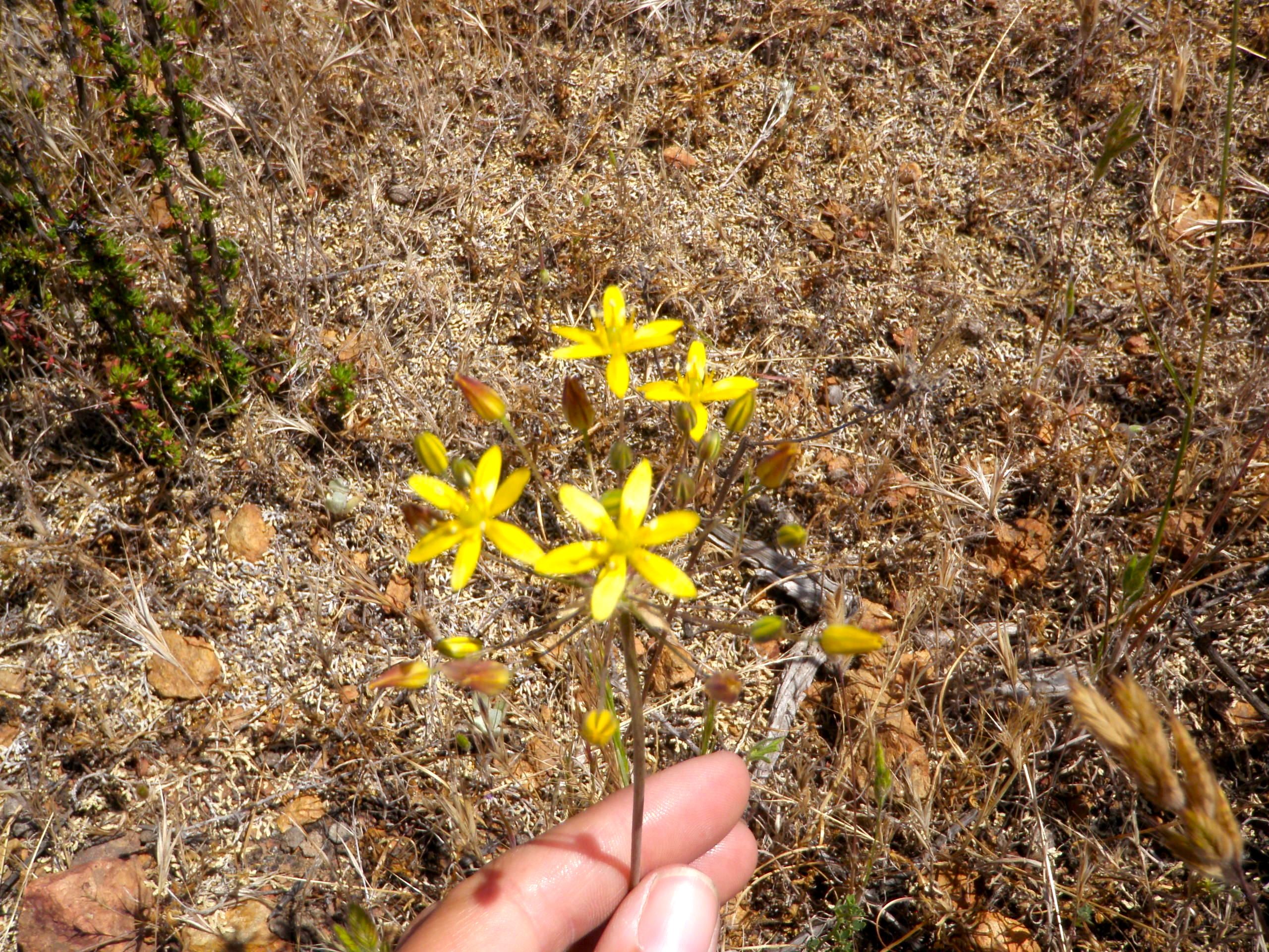 Bloomeria clevelandii (San diego goldenstar), native California herb