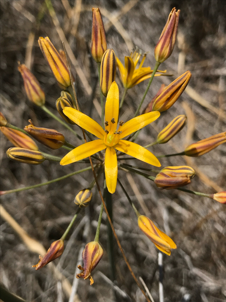 Bloomeria crocea (Common goldenstar), native California herb