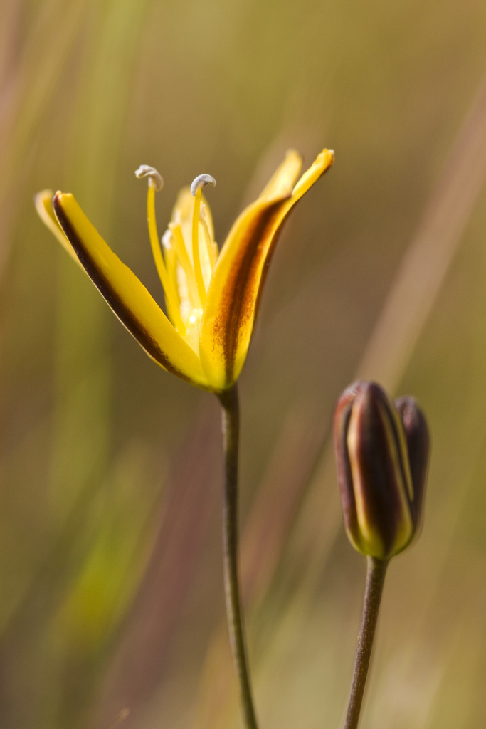 Bloomeria humilis (Dwarf goldenstar), native California herb