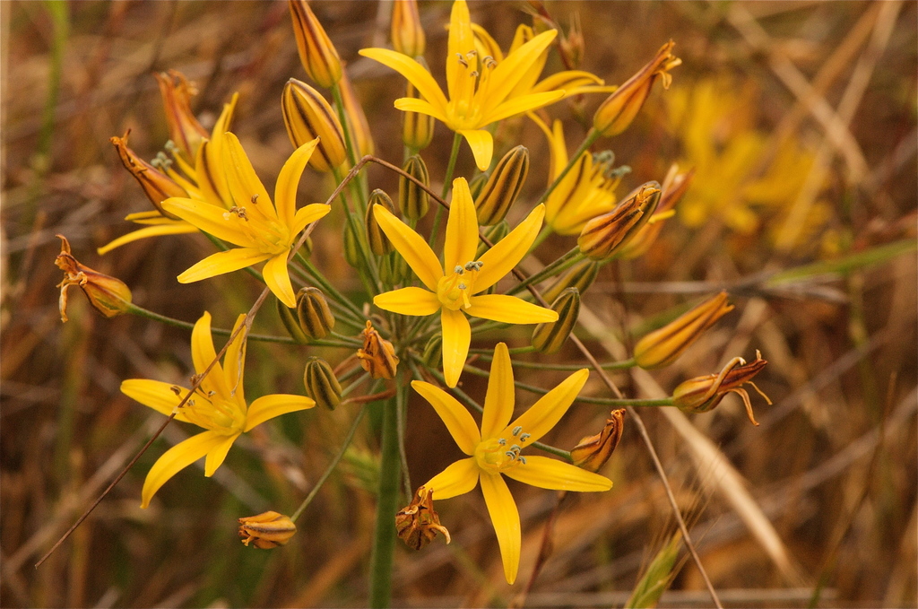 Bloomeria sp. (Goldenstar), non-native California perennial