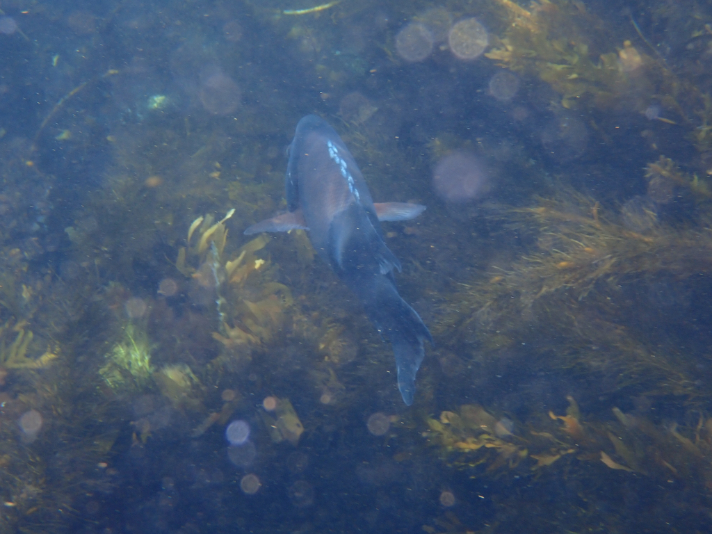 Bodianus pulcher (California Sheephead), California species