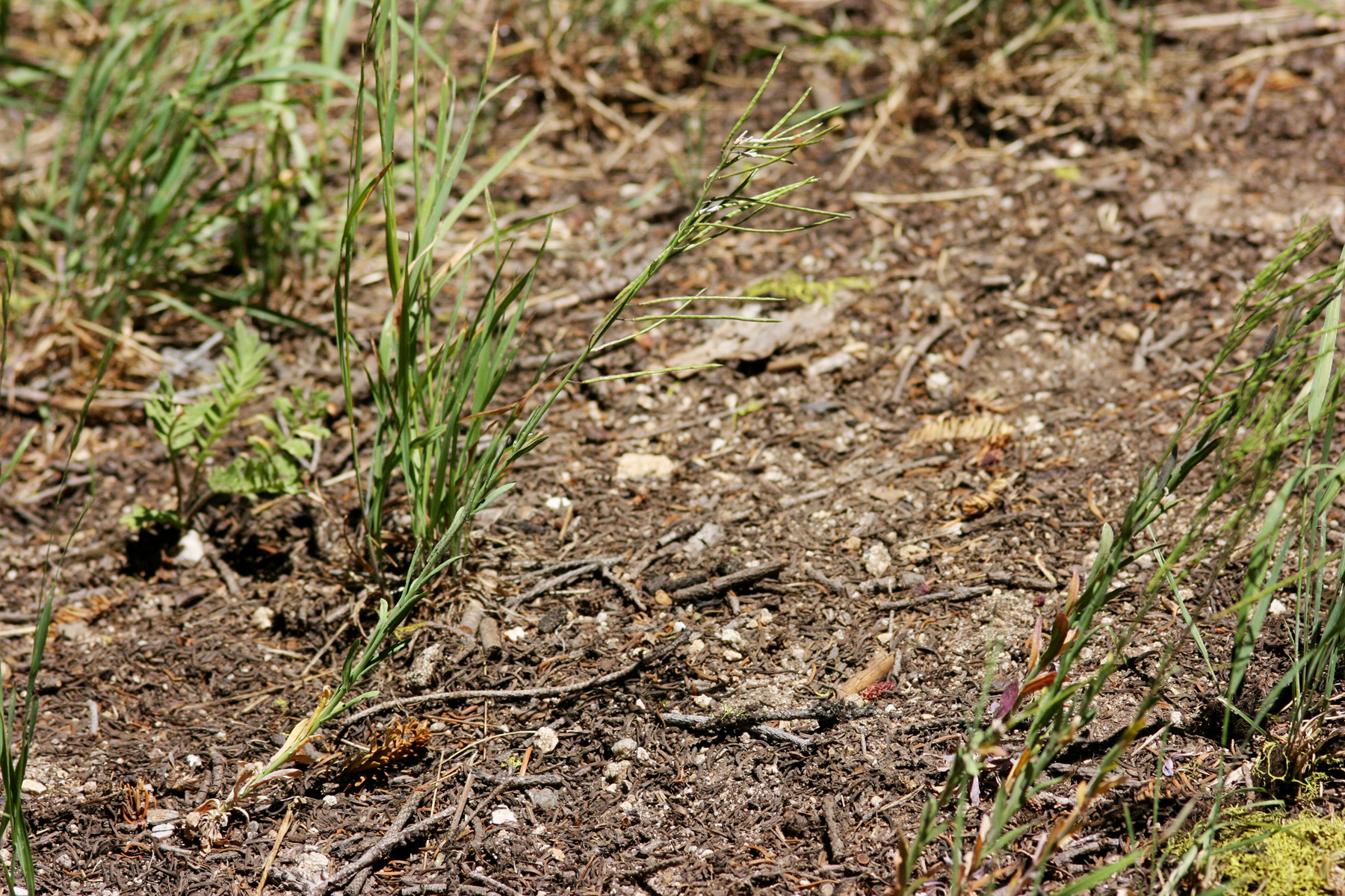 Boechera acutina (Pointed rockcress), native California perennial