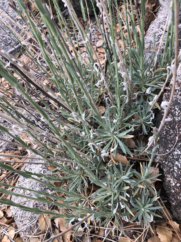 Boechera arcuata (Arching rockcress), native California perennial