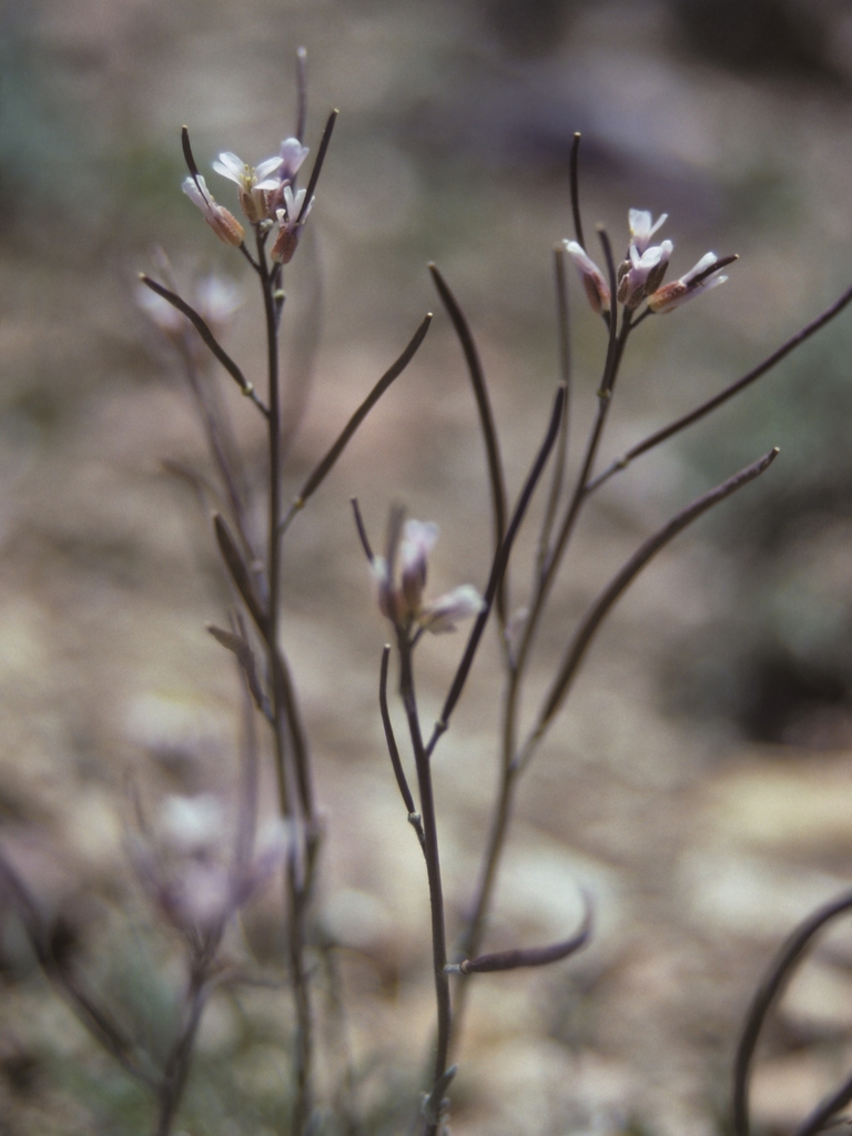 Boechera bodiensis (Bodie hills rockcress), native California herb