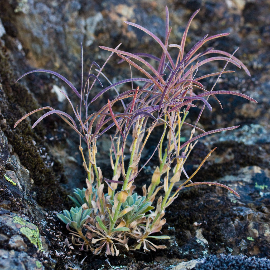 Boechera breweri (Brewer's rock cress), native California subshrub