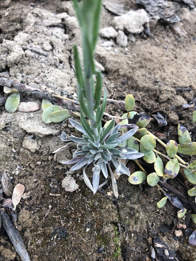 Boechera calderi (Calder's rockcress), native California perennial