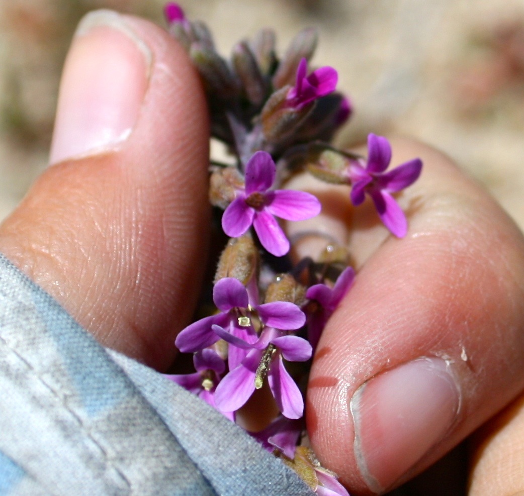 Boechera californica (California rockcress), native California perennial