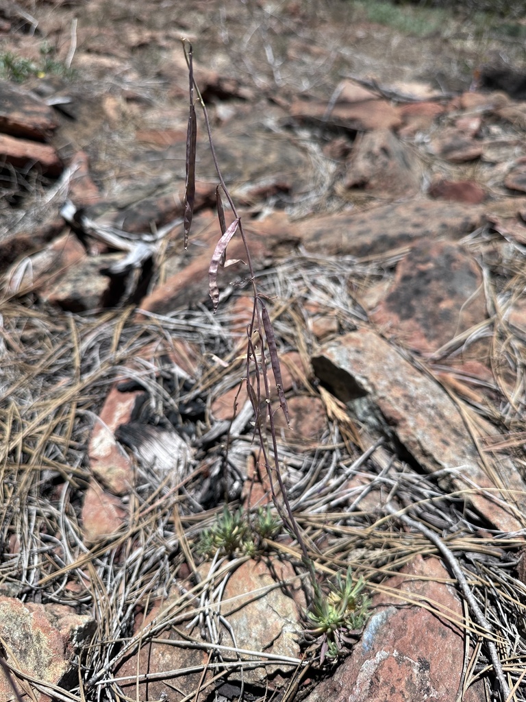 Boechera constancei (Constance's rockcress), native California subshrub