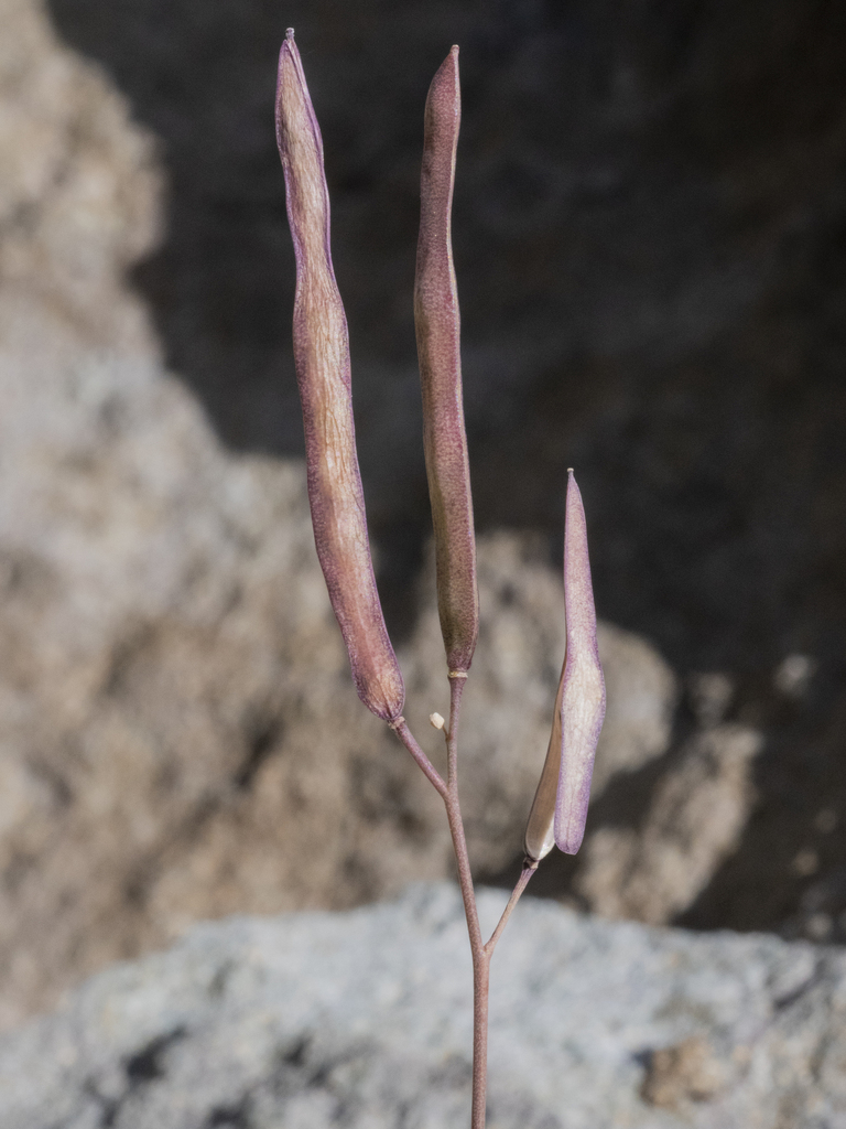 Boechera covillei (Coville's rockcress), native California perennial