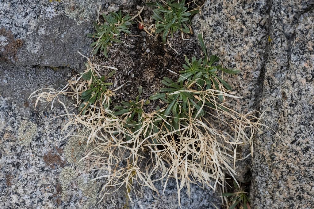 Boechera davidsonii (Davidson's rockcress), native California herb