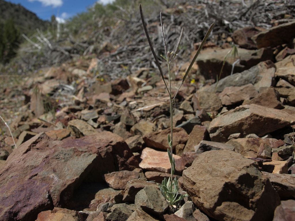 Boechera dispar (Pinyon rockcress), native California subshrub