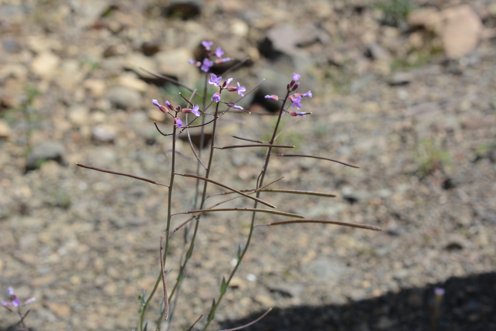 Boechera divaricarpa (Spreadingpod rockcress), native California herb