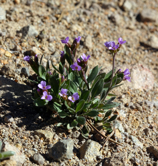 Boechera elkoensis (Elko rockcress), native California perennial