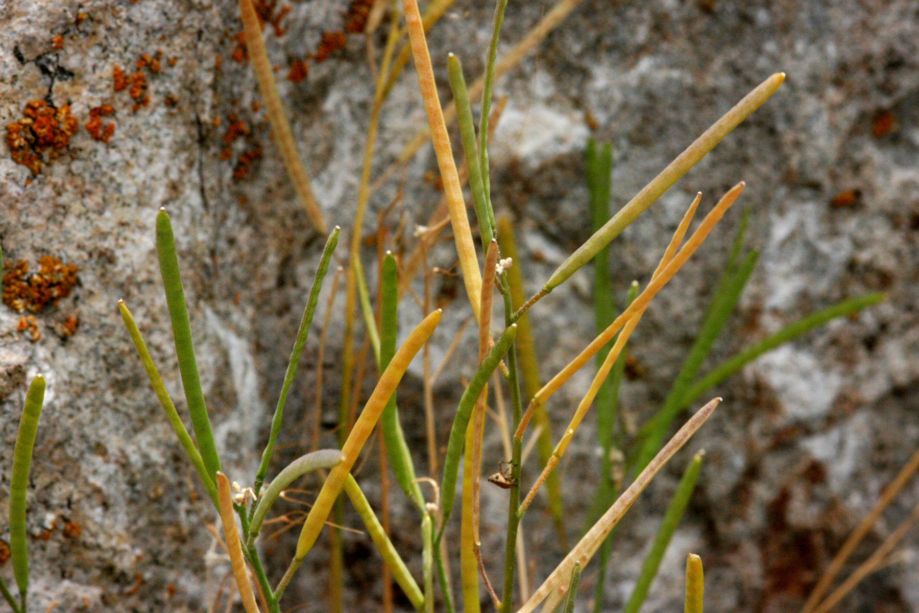 Boechera evadens (Hidden rockcress), native California perennial