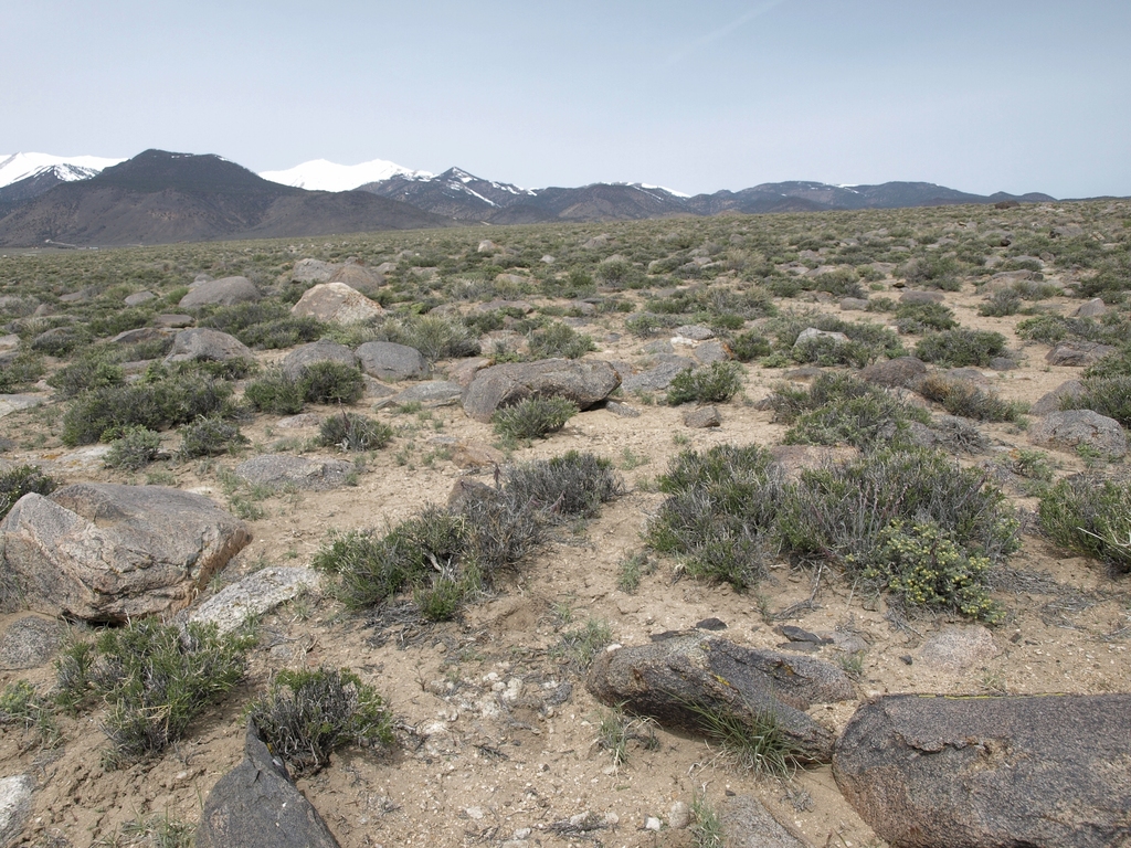 Boechera glaucovalvula (Bluepod rockcress), native California subshrub