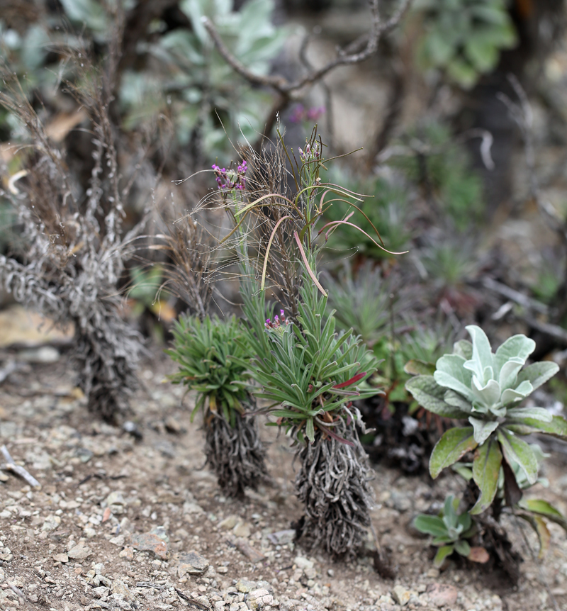 Boechera hoffmannii (Hoffmann's rockcress), native California subshrub