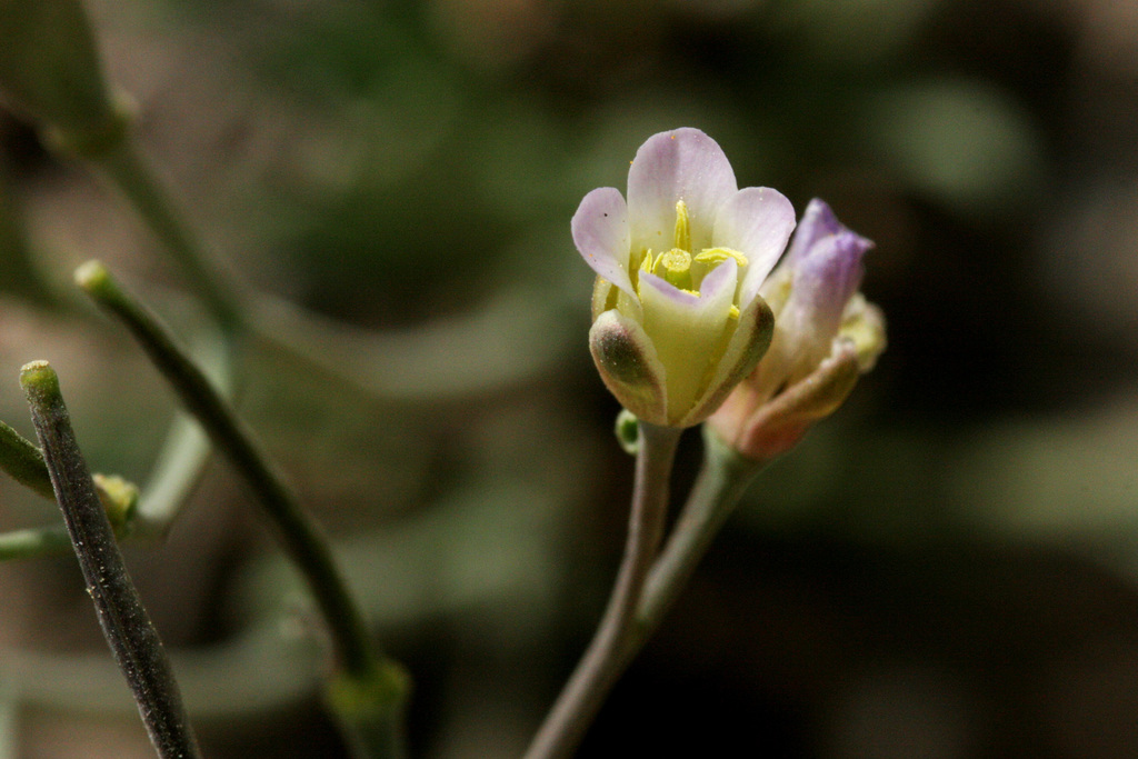 Boechera howellii (Howell's rockcress), native California perennial