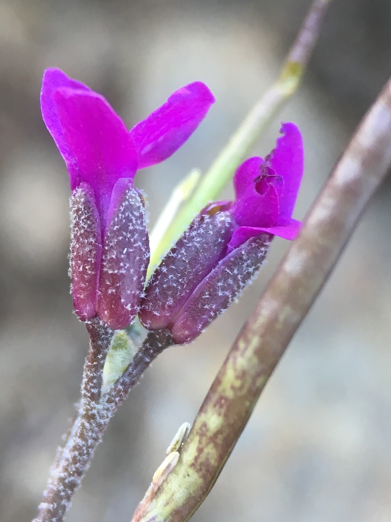 Boechera johnstonii (Johnston's rockcress), native California perennial