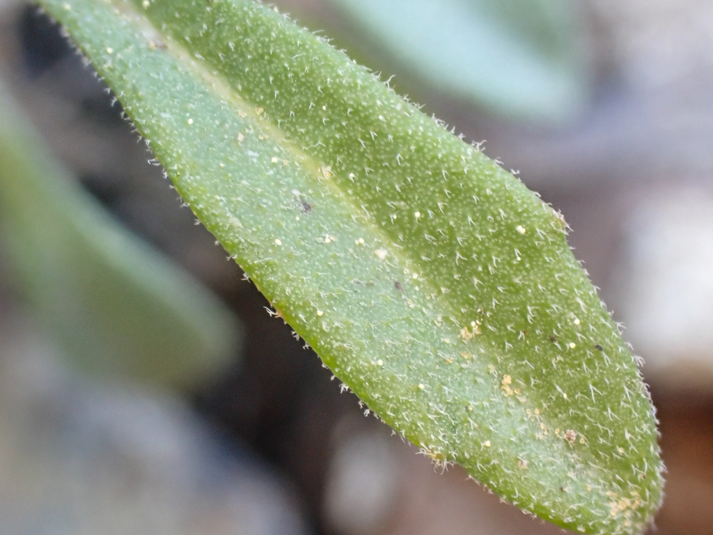 Boechera koehleri (Koehler's rockcress), native California subshrub
