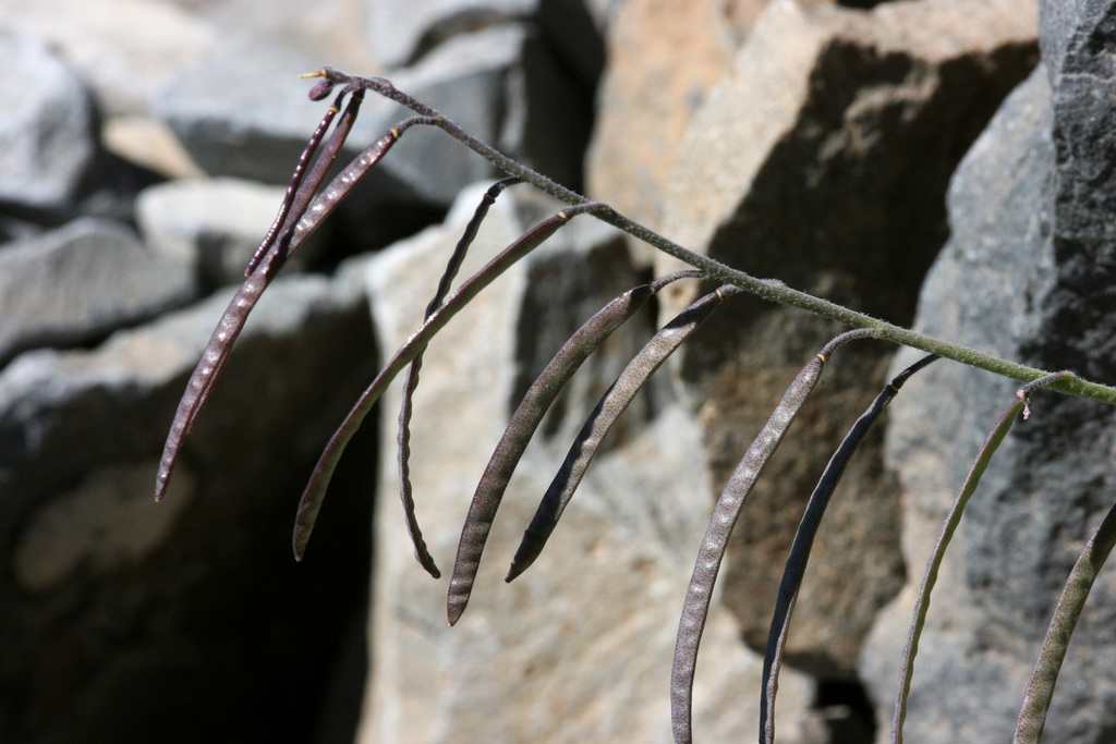 Boechera lemmonii (Lemmon's rockcress), native California perennial