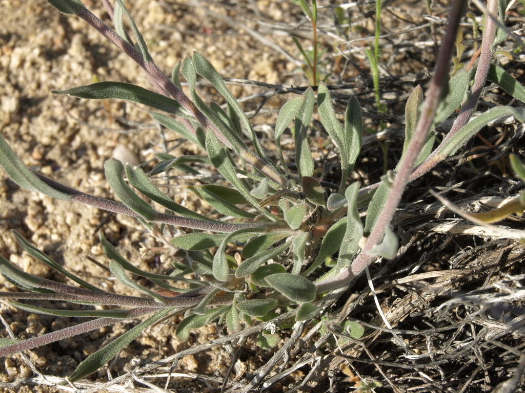 Boechera lincolnensis (Lincoln rockcress), native California perennial