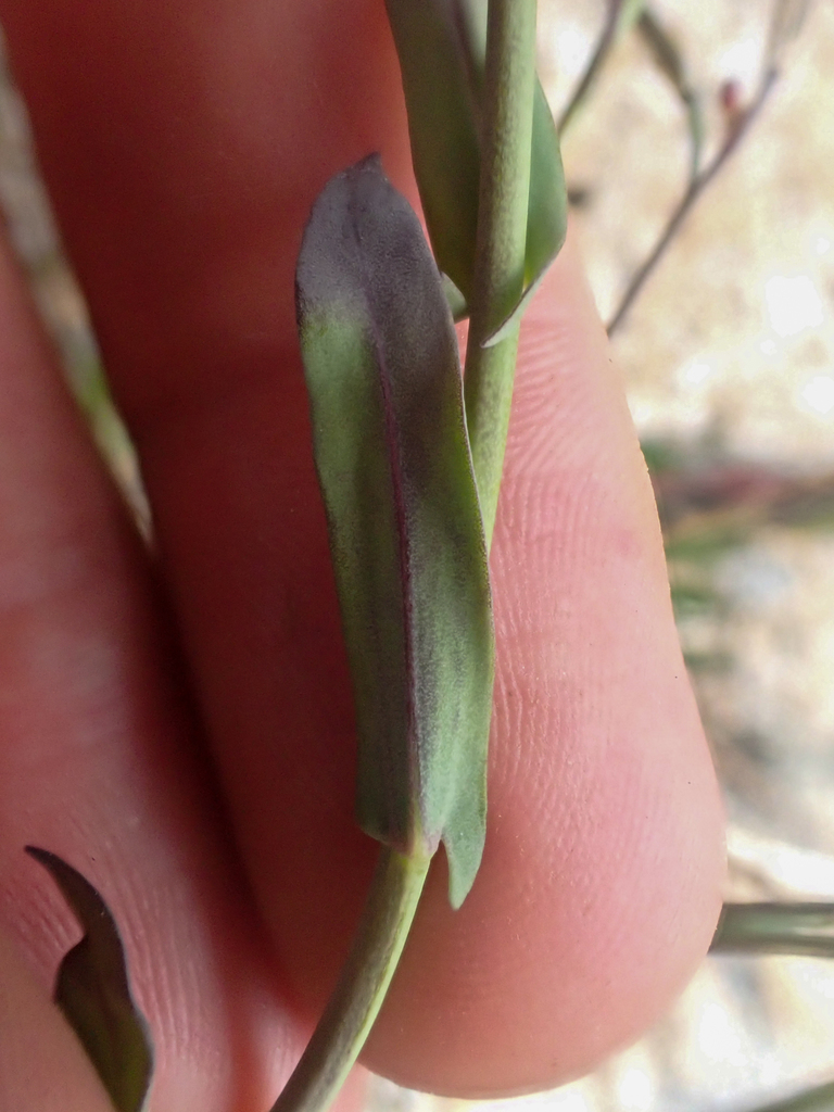 Boechera lyallii (Lyall's rockcress), native California perennial