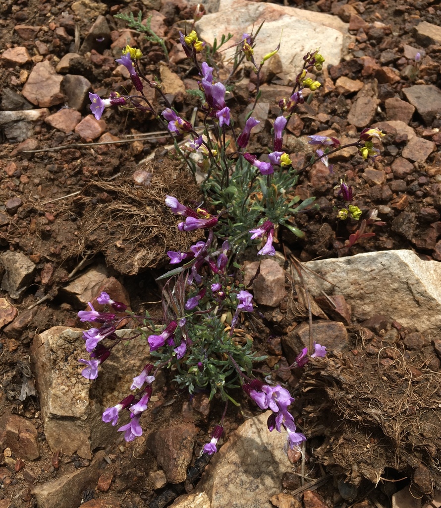 Boechera parishii (Parish's rockcress), native California herb
