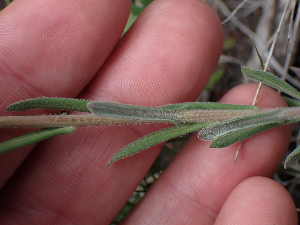 Boechera pauciflora (Hairy stem rockcress), native California perennial