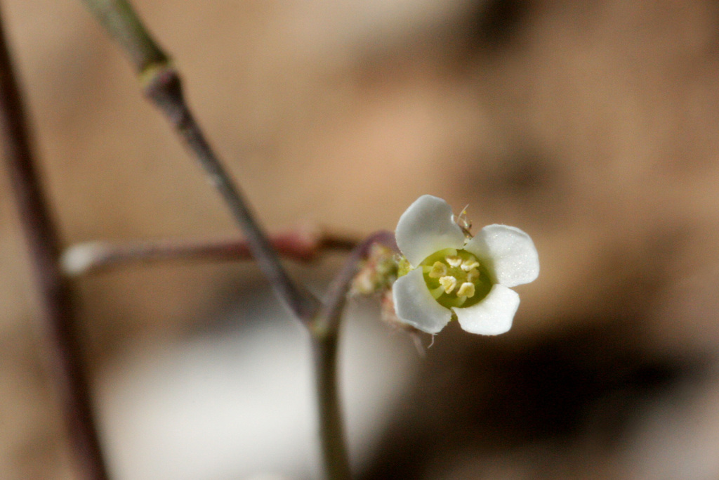 Boechera pendulina (Rabbit-ear rockcress), native California perennial