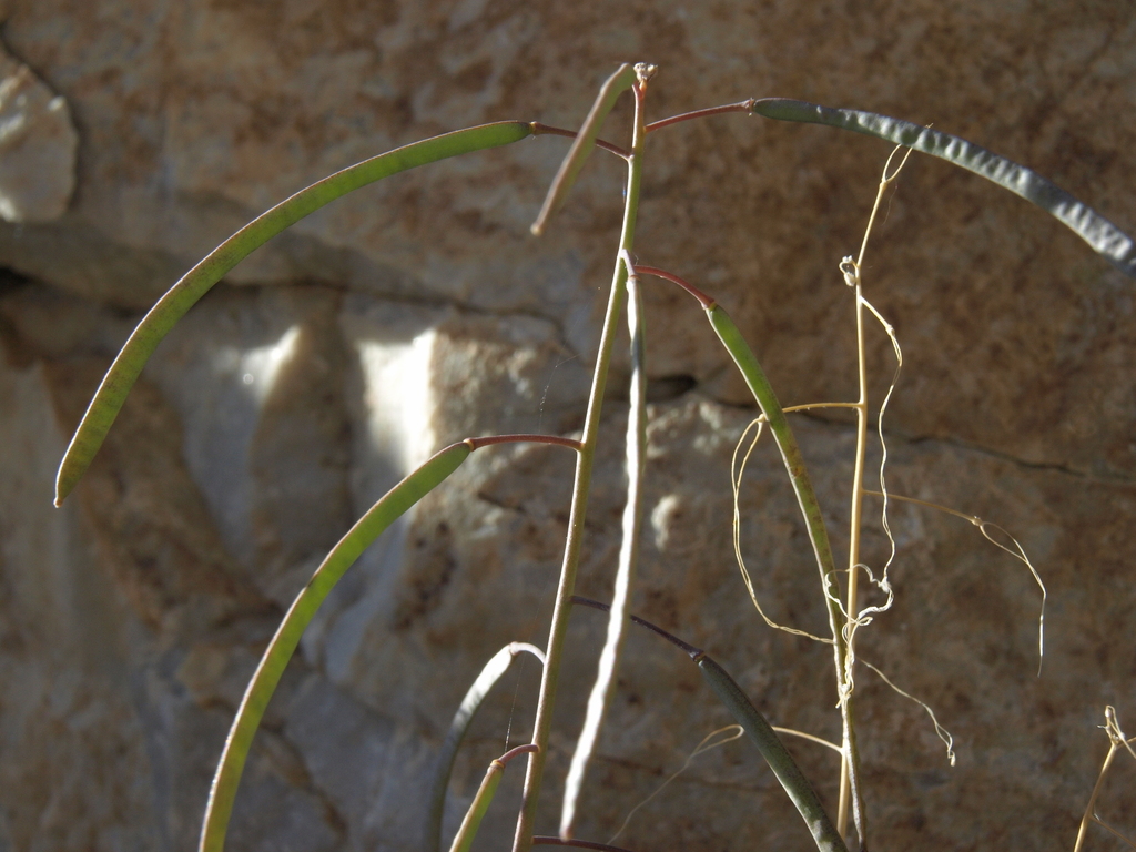 Boechera perennans (Perennial rockcress), native California subshrub