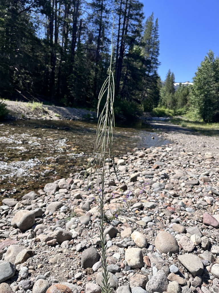 Boechera pinetorum (Woodland rockcress), native California perennial