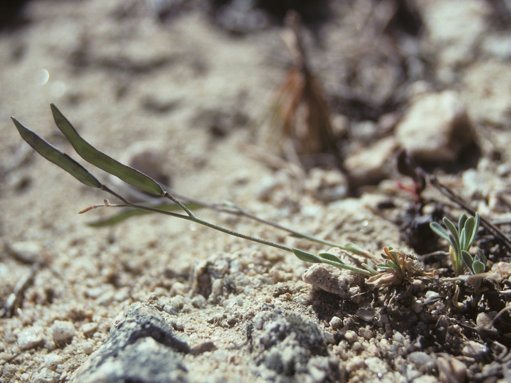 Boechera pinzliae (Pinzl's rockcress), native California herb