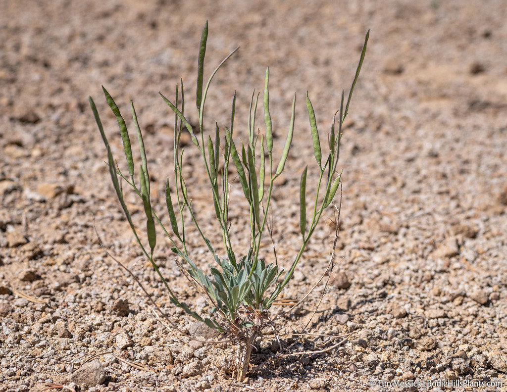 Boechera platysperma (Pioneer rockcress), native California subshrub