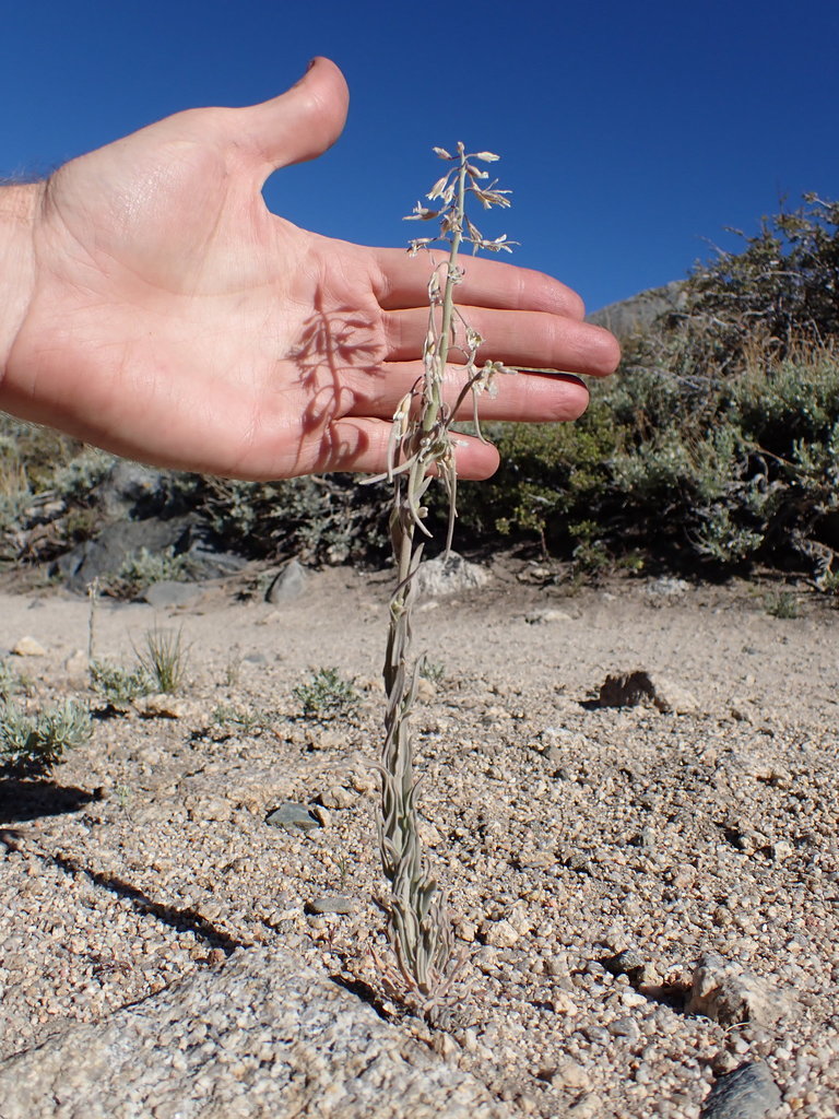Boechera puberula (Silver rockcress), native California herb