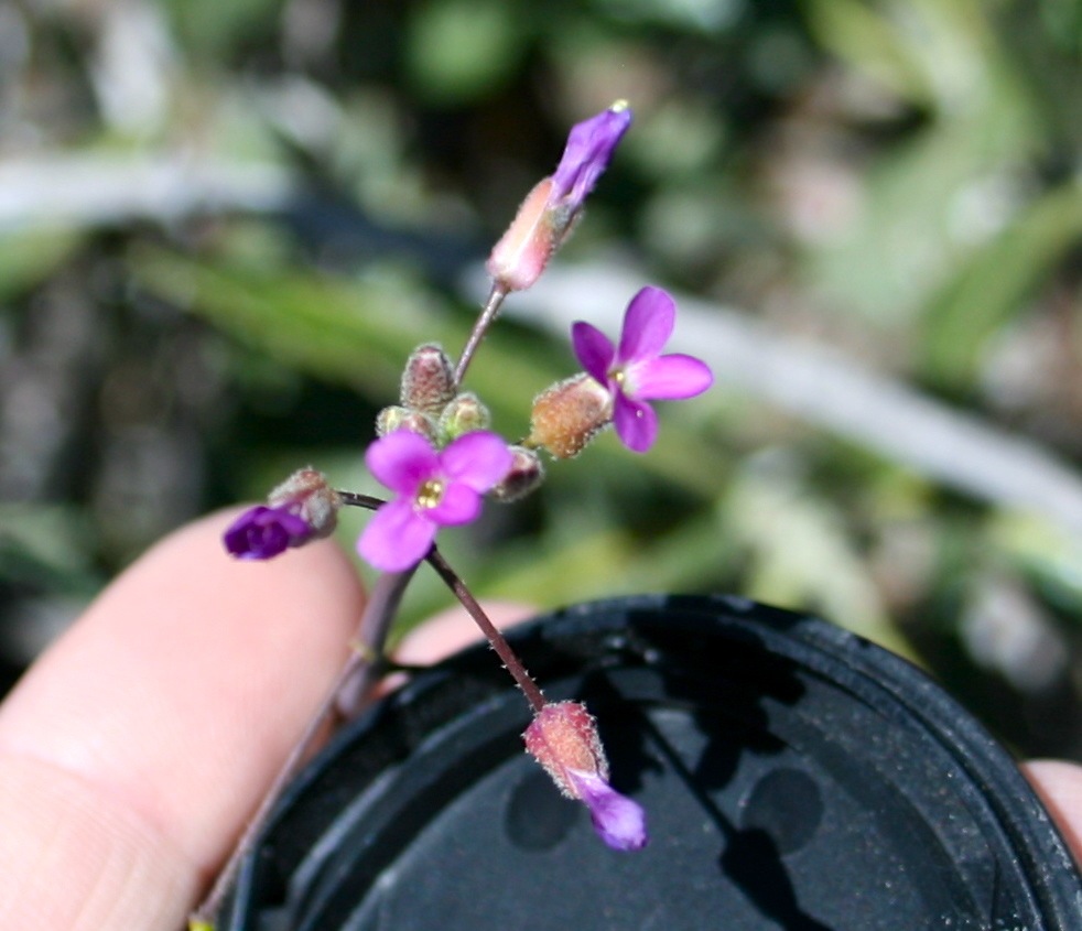 Boechera pulchra (Beautiful rockcress), native California perennial