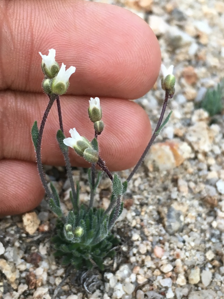 Boechera pygmaea (Tulare county rockcress), native California herb
