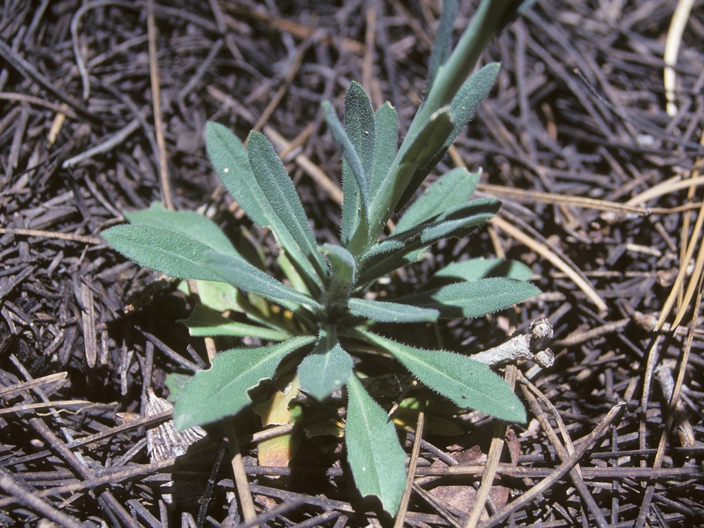 Boechera rectissima (Bristly leaf rockcress), native California herb