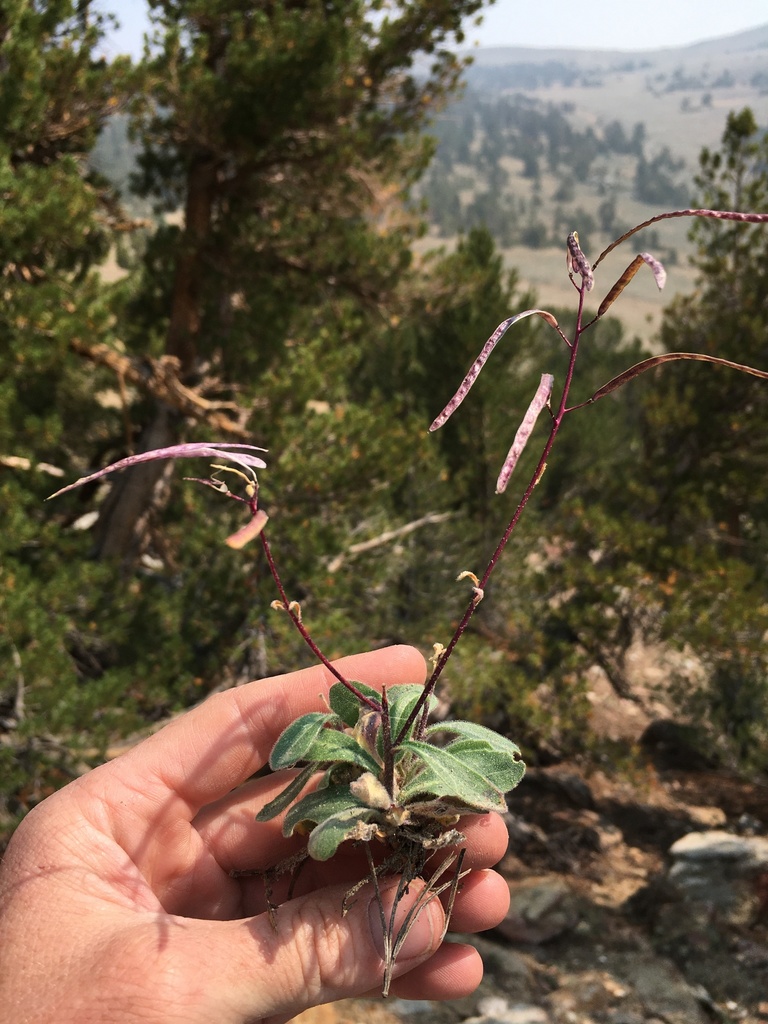 Boechera repanda (Yosemite rockcress), native California herb