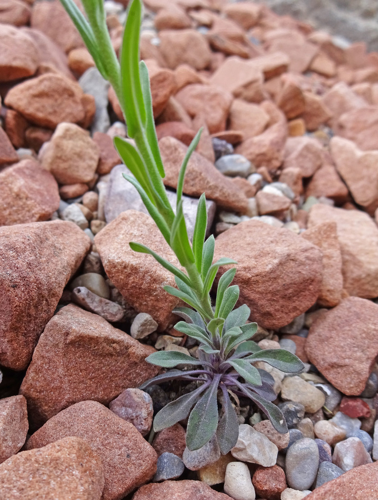 Boechera retrofracta (Reflexed rockcress), native California perennial